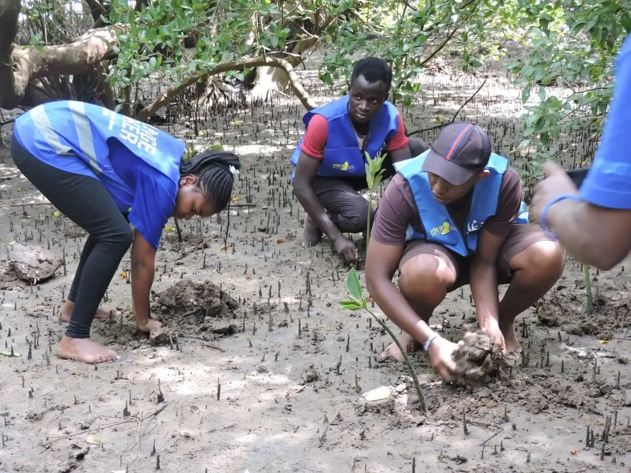 planting mangrove at the coast